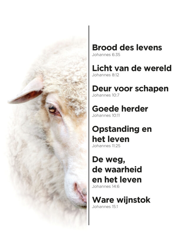 MA11636 A4-bord Schaap